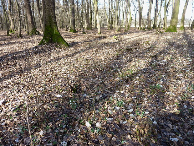 snežienka jarná Galanthus nivalis L.