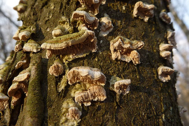 zubovec biely Irpex lacteus? (Fr.) Fr.