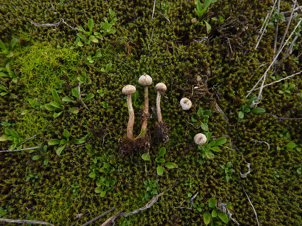 stopkovec zimný Tulostoma brumale Pers.