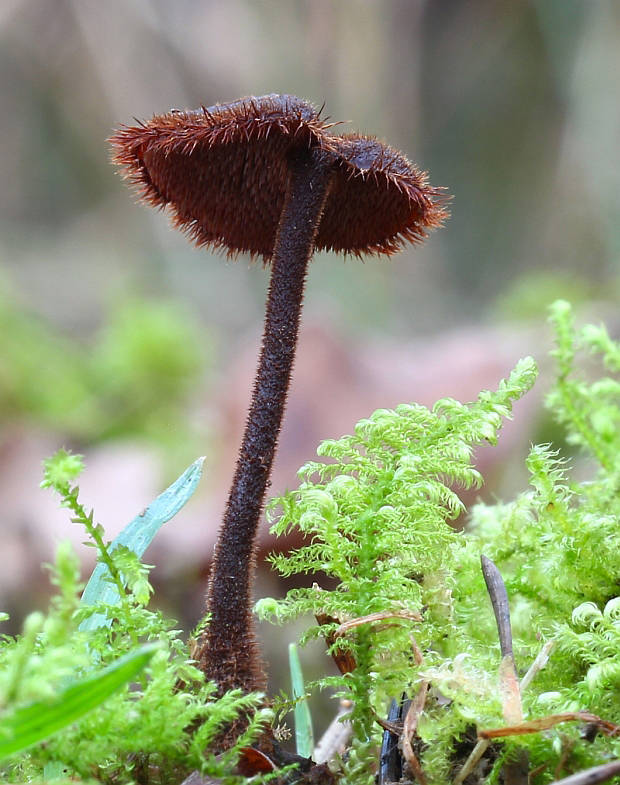 lopatovka obyčajná Auriscalpium vulgare Gray