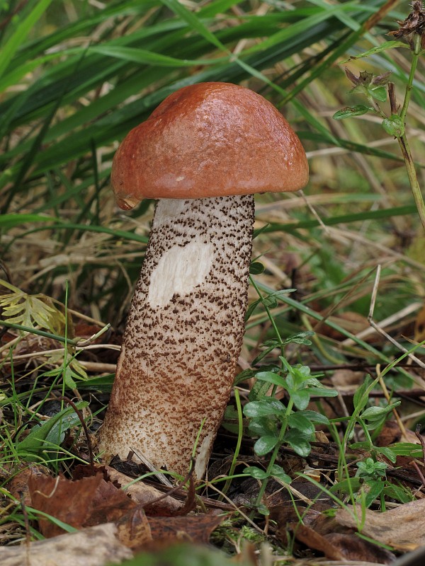 kozák dubový Leccinum aurantiacum (Bull.) Gray