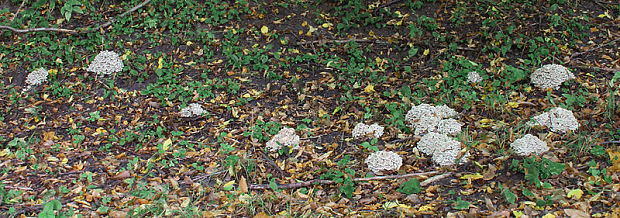 trúdnik klobúčkatý Polyporus umbellatus (Pers.) Fr.