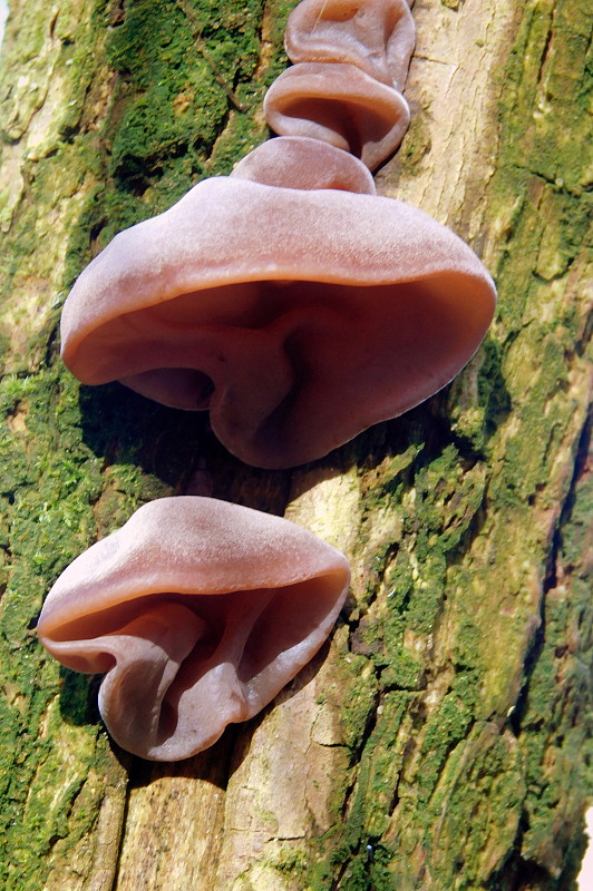 uchovec bazový Auricularia auricula-judae (Bull.) Quél.