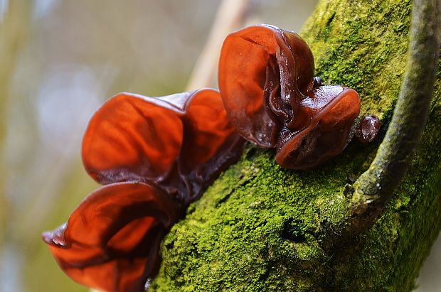 uchovec bazový Auricularia auricula-judae (Bull.) Quél.