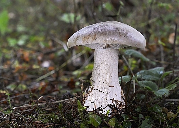 strmuľka inovaťová Clitocybe nebularis (Batsch) P. Kumm.