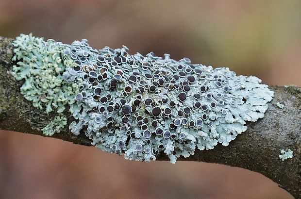 fyscia popolavá Physcia aipolia