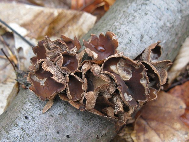 dutinovka otrubnatá Encoelia furfuracea (Roth) P. Karst.