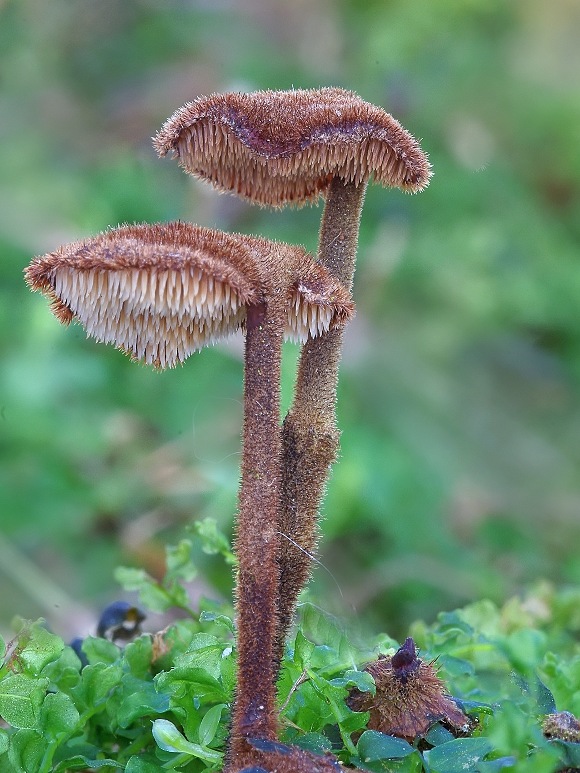 lopatovka obyčajná Auriscalpium vulgare Gray