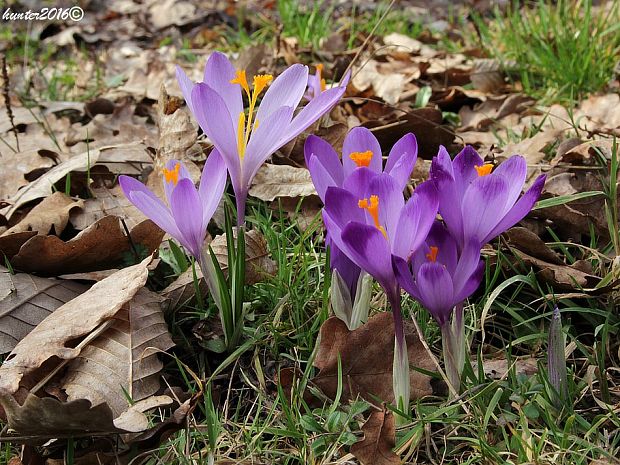 šafran spišský Crocus discolor G. Reuss