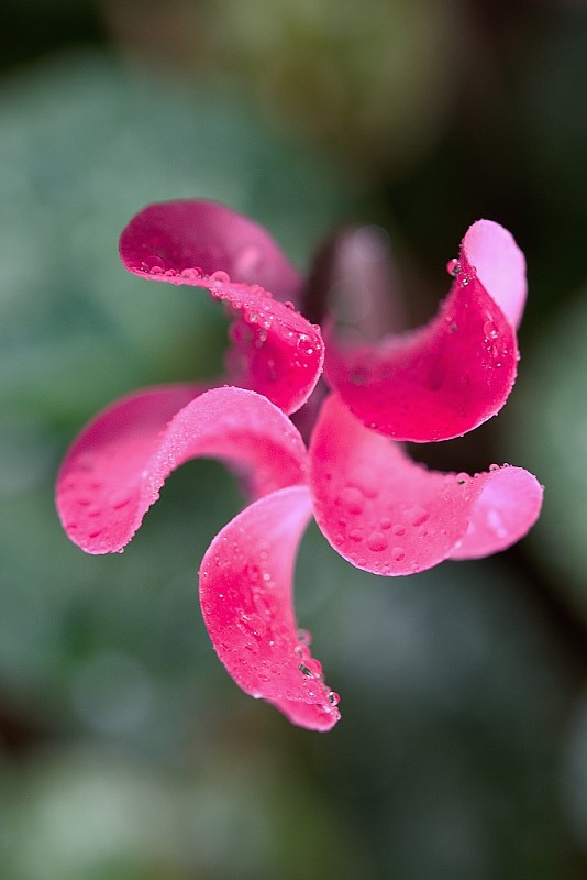 cyklámen Cyclamen sp.