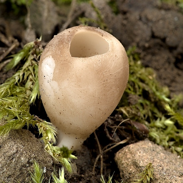 chriapač sosnový Helvella leucomelaena (Pers.) Nannf.