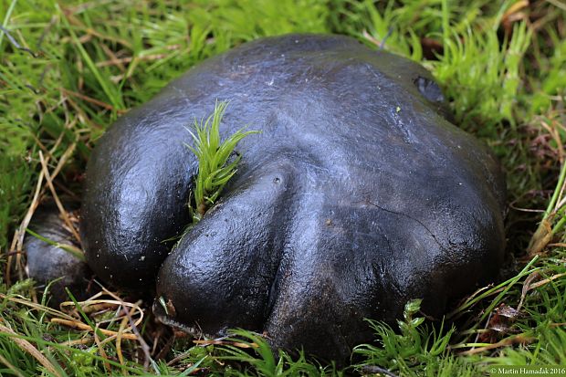 šťavnačka marcová Hygrophorus marzuolus (Fr.) Bres.