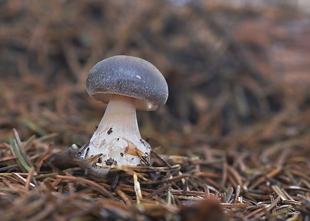 peniazovka maslová Rhodocollybia butyracea (Bull.) Lennox