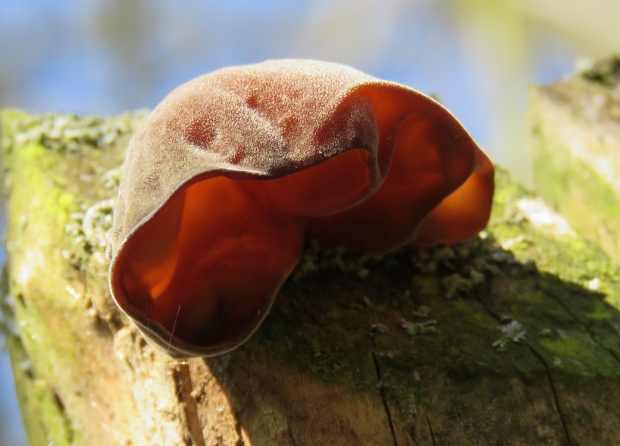 uchovec bazový Auricularia auricula-judae (Bull.) Quél.