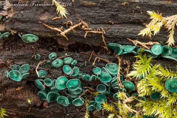 zelenica Chlorociboria sp.