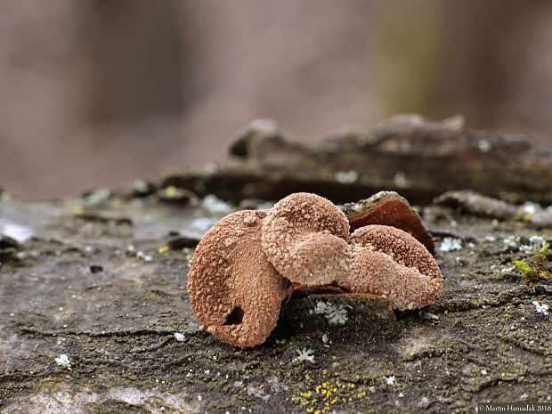 dutinovka otrubnatá Encoelia furfuracea (Roth) P. Karst.