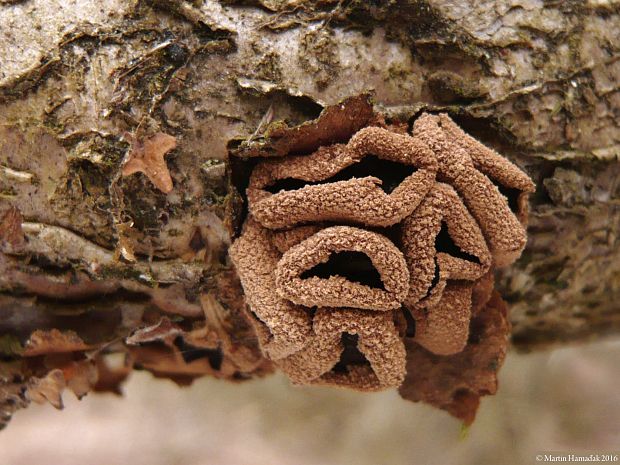 dutinovka otrubnatá Encoelia furfuracea (Roth) P. Karst.