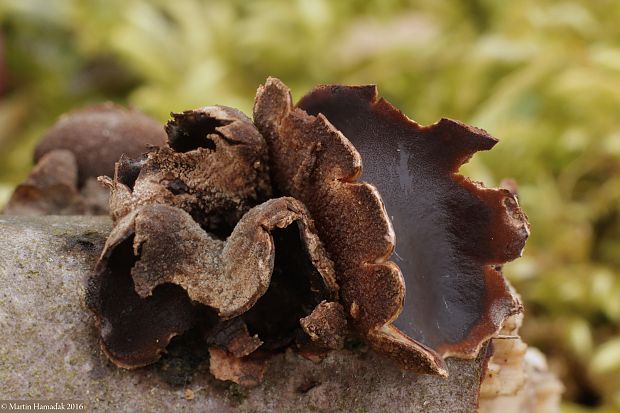 dutinovka otrubnatá Encoelia furfuracea (Roth) P. Karst.