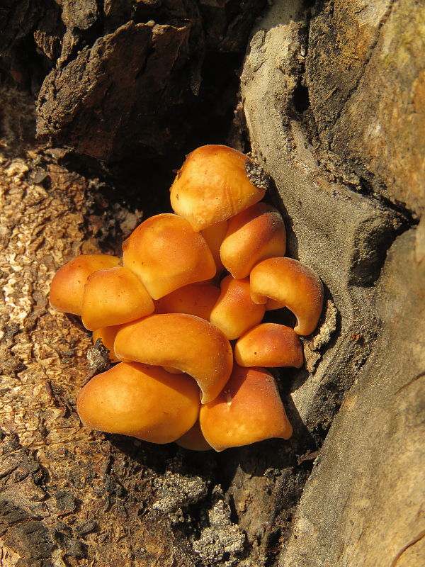 plamienka Flammulina sp.