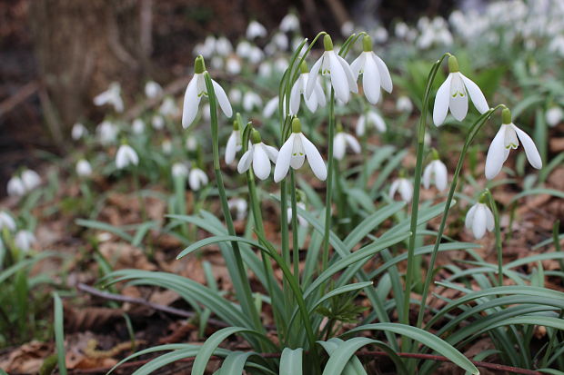 snežienka jarná Galanthus nivalis L.