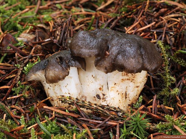 šťavnačka marcová Hygrophorus marzuolus (Fr.) Bres.