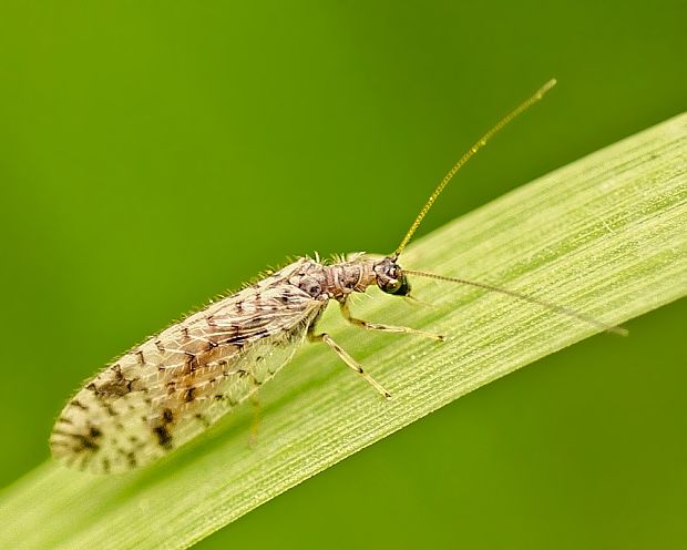 voškovec Micromus variegatus