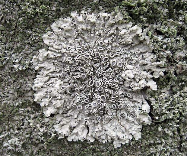 fyscia hviezdovitá Physcia stellaris (L.) Nyl.