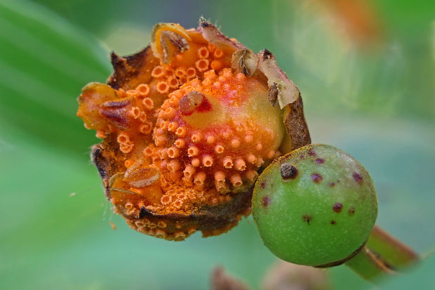 hrdza Puccinia cf. isiacae (Thüm.) G. Winter