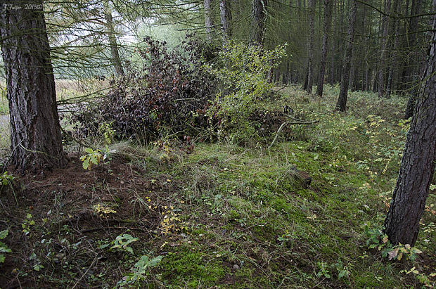 čírovka postriebrená BIOTOP Tricholoma argyraceum (Bull.) Gillet Tricholoma argyraceum HABITAT