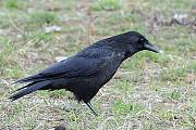 vrana túlavá západoeurópska čierna 