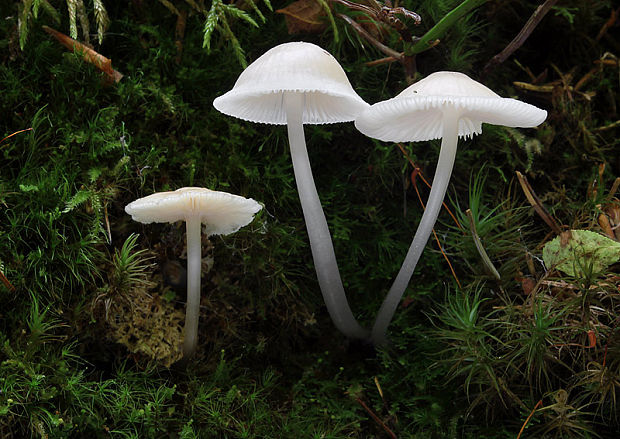 prilbička hladká Mycena laevigata Gillet