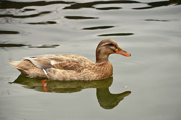 kačica chripľavka Anas strepera