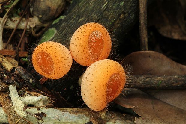 Cookeina tricholoma (Mont.) Kuntze