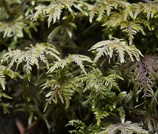 rakytník lesklý Hylocomium splendens (Hedw.) B. S. G.