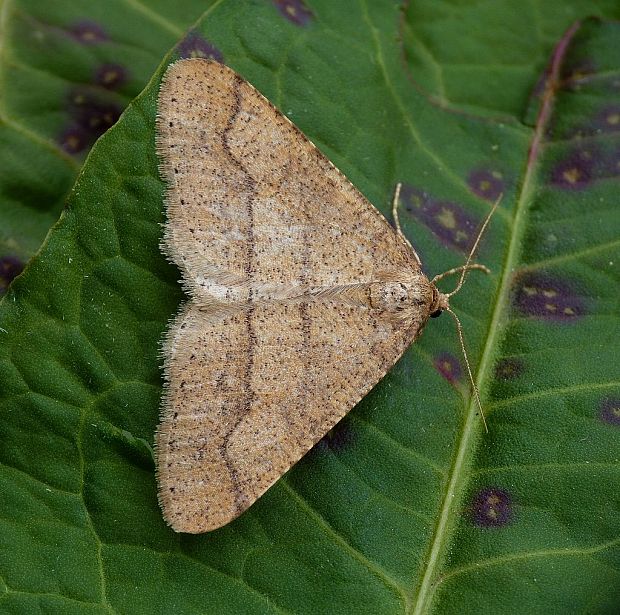 piadivka bodkovaná Agriopis marginaria