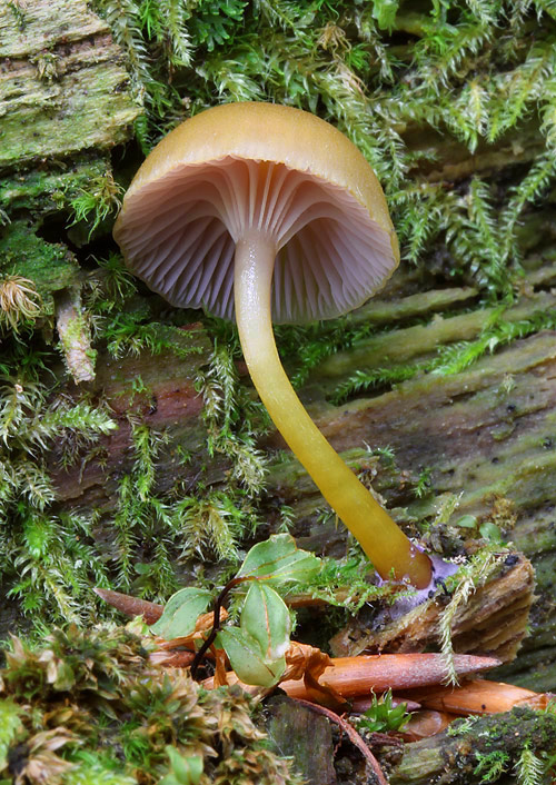 kalichovka Chromosera cyanophylla (Fr.) Redhead, Ammirati & Norvell