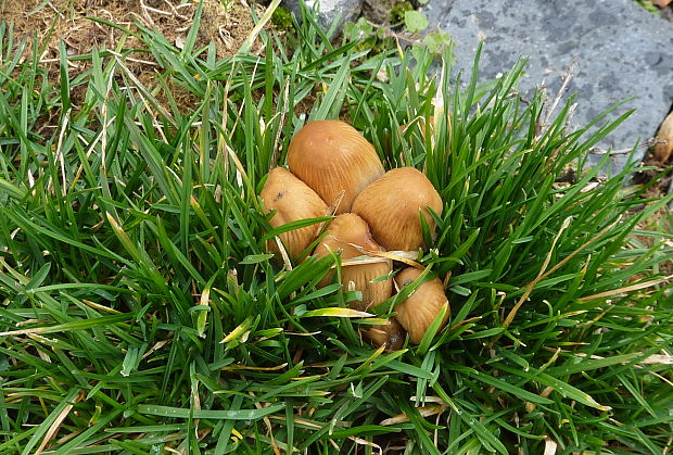 hnojník ligotavý Coprinellus micaceus (Bull.) Vilgalys, Hopple & Jacq. Johnson