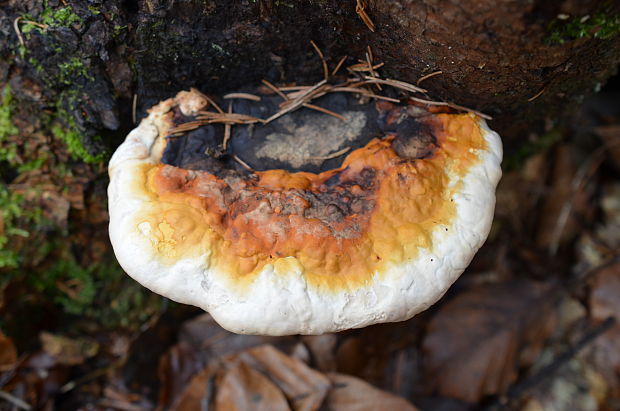 práchnovček pásikavý Fomitopsis pinicola (Sw.) P. Karst.