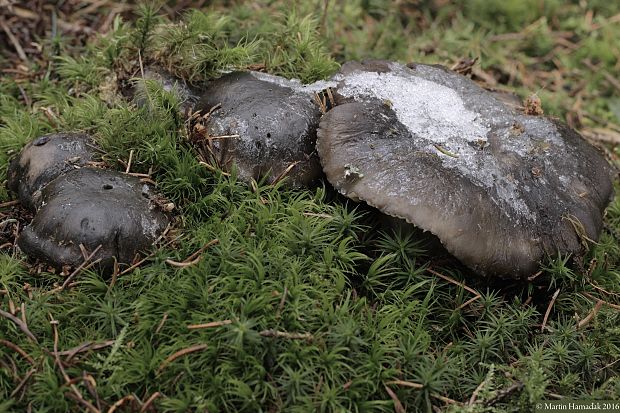 šťavnačka marcová Hygrophorus marzuolus (Fr.) Bres.