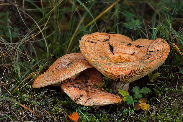 rýdzik pravý Lactarius deliciosus (L.) Gray