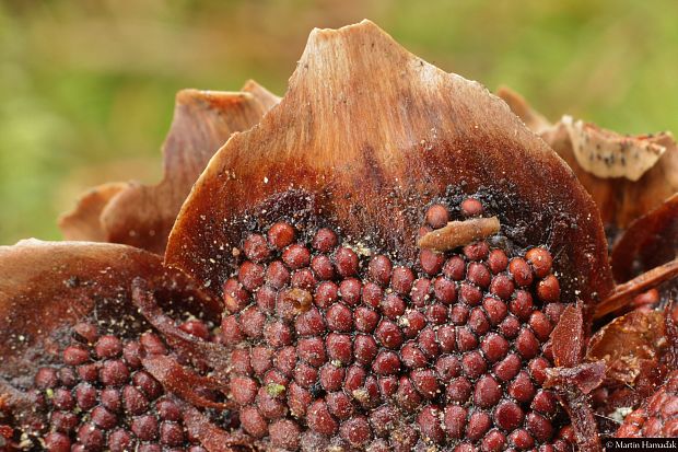 hrdzovníčka šišková Pucciniastrum areolatum (Fr.) G.H. Otth