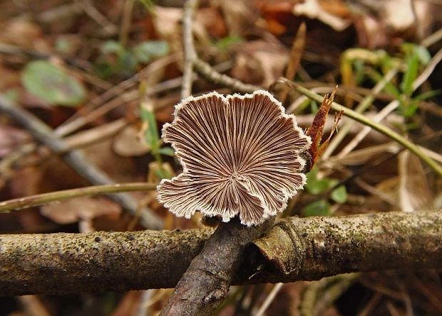 klanolupeňovka obyčajná Schizophyllum commune Fr.