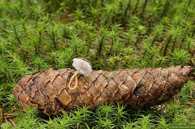 peniazočka smreková Strobilurus esculentus (Wulfen) Singer