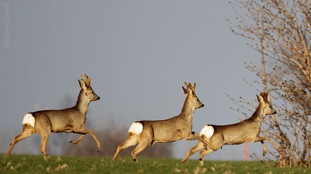 srnec lesný  Capreolus capreolus