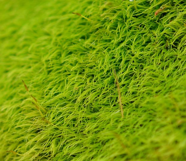 bielomach sivý Leucobryum glaucum (Hedw.) Angst.