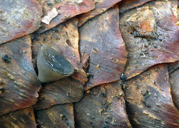 jahňadka smreková Rutstroemia bulgarioides (P. Karst.) P. Karst.