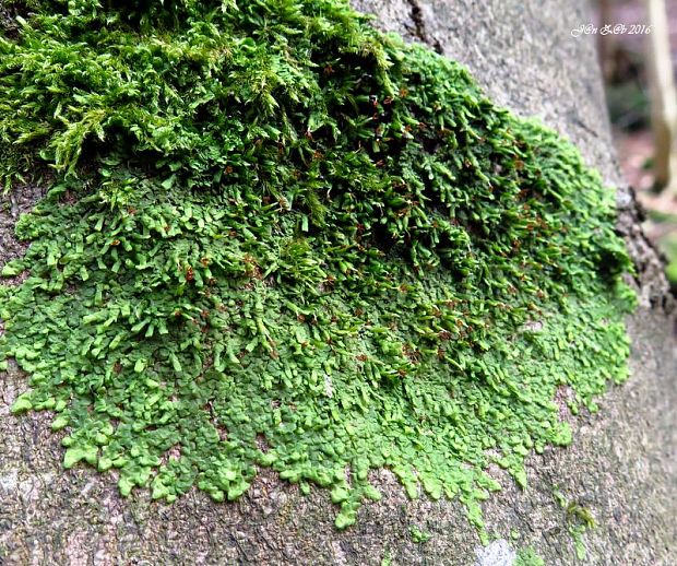 škľabka ploská  Radula complanata  subsp. complanata  (L.) Dumort.