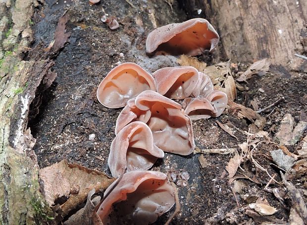 uchovec bazový Auricularia auricula-judae (Bull.) Quél.