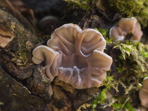 uchovka pásikavá Auricularia mesenterica (Dicks.) Pers.