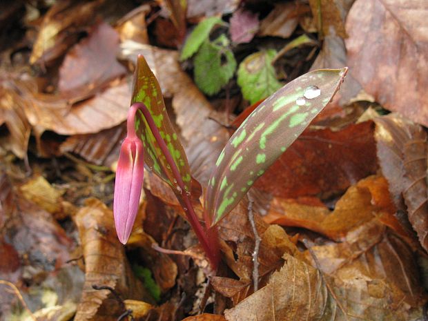 kandik psí Erythronium dens-canis L.